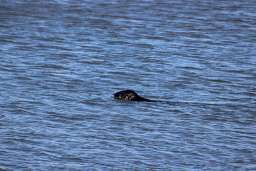 Fototapeta premium Sea lion in the harbour of howht, irland