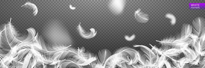 Falling twirled realistic feathers isolated on a transparent background. Easy style, can be used in flyers, banners, web. Light cute feathers design. Elements for design. Vector illustration. - obrazy, fototapety, plakaty