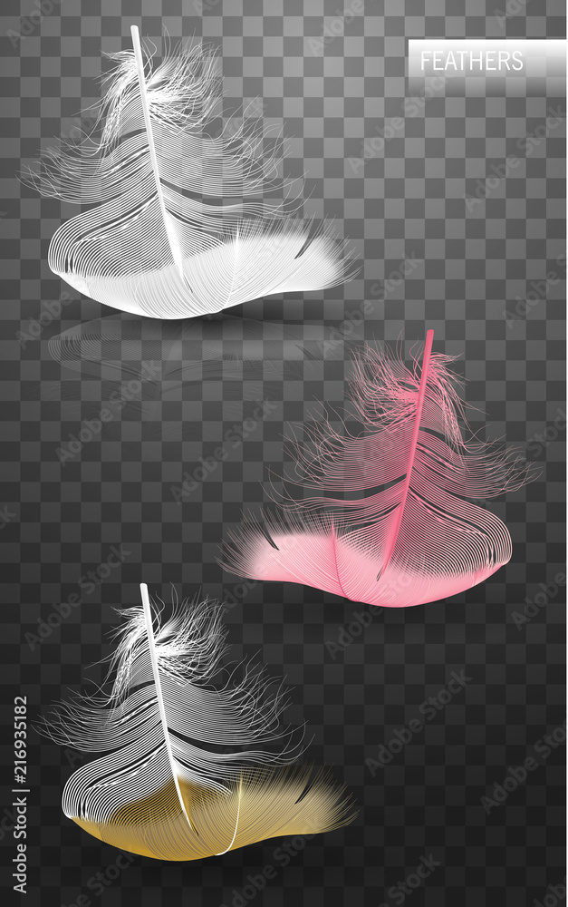 Wall mural isolated falling fluffy twirled feathers on transparent background in realistic style. vector illust