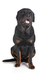 Fototapeta premium rottweiler in studio