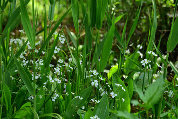 White flower commonly known as channelled water plantain.