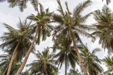 Naklejka na ściany i meble Beautiful coconut palm trees and sky in agriculture farm at Thailand