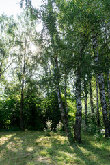 birch, forest, nature, tree, trees