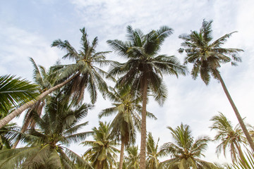 Beautiful coconut palm trees and sky in agriculture farm at Thailand