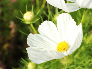 Blossom of white cosmos from close-up. There is small bud in the background. Bright picture. 