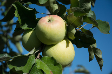 Cluster of three ripening apples among green leaves on an apple tree