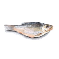 Dry fish isolated on white background. Watercolor illustration