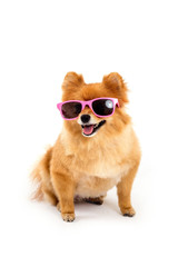 pomeranian dog wearing sunglasses