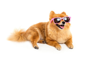pomeranian dog wearing sunglasses