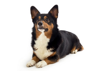 corgi sitting and focused