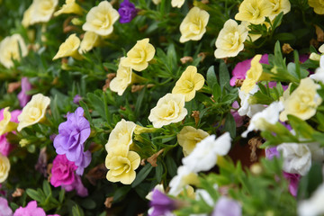 Beautiful little flowers of varying color. Flowers pattern