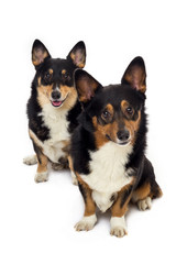 two black corgis 