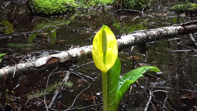 Western Skunk Cabbage (Lysichiton americanus) in a red alder grove, Olympic National Park, Washington, USA
