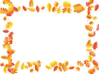 Oak, maple, wild ash rowan leaves vector, autumn foliage on white background.