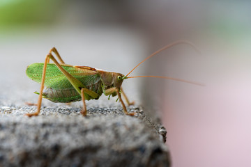 Grashüpfer auf Mauersims