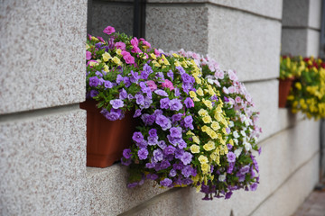 Beautiful flowers in pot on window. Decorate flowers outside a window