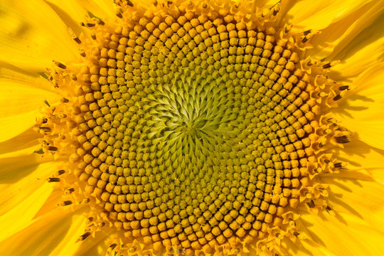 closeup of sunflower