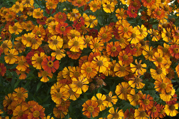 yellow and orange flowers