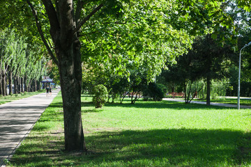 Summer park  view