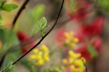 blossom spring