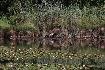 Parco naturale dei Lagoni di Mercurago, Arona, Italia