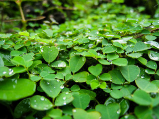 Fototapeta na wymiar green leaf in the forest.
