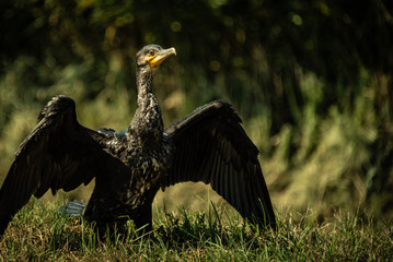 A Black Cormorant is Drying in the Sun