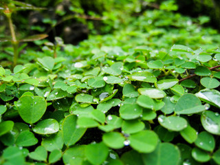 green leaf in the forest.