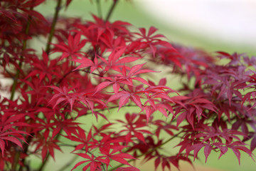 Red maple leaf