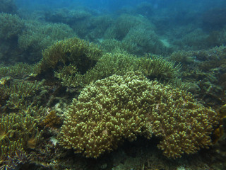 Beautiful coral that found in coral reef area at Tioman island, Malaysia 