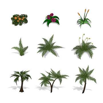 Set of plants in isometric style. Cartoon tropical tree and fern on white background. Isolated image of jungles palm and bush. Vector illustration