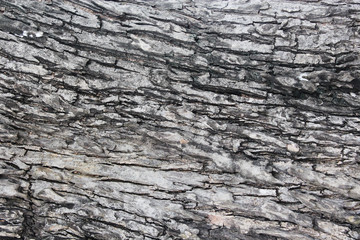 Old Wood Tree Texture Background Pattern