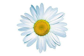 Isolated field flower chamomile close-up, flat lay
