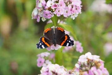 Butterfly drinks nectar from a flower