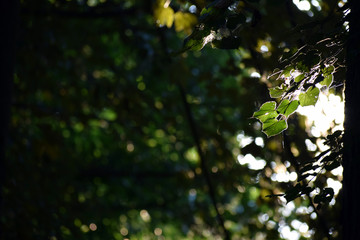 Tree leaf
