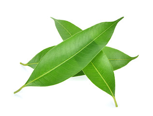 Mango Leaves on white background © Kompor