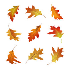 Set of bright and colorful autumn leaves isolated on white background. Falling oak tree leaf vector illustration