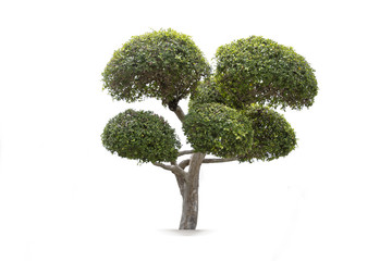 bonsai tree in garden isolated on white background