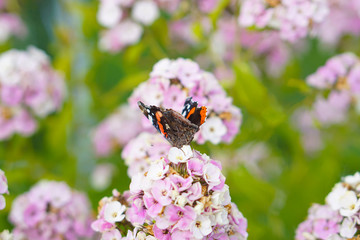 Butterfly drinks nectar from a flower