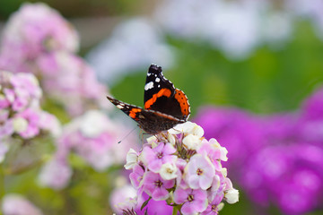 Butterfly drinks nectar from a flower