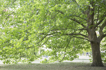 Tree in Slottstradgardens Park; Malmo