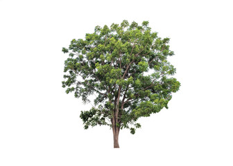 Fototapeta na wymiar Big tree green leaves with trunk