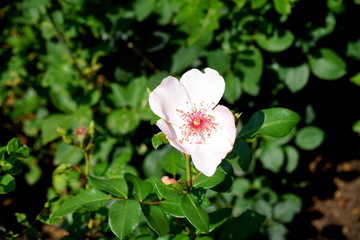 White blossom with green plants in the background