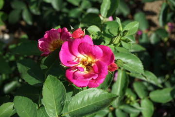 Beautiful pink rose in a garden of flowers