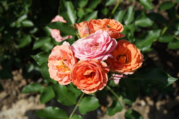 Bouquet of orange roses