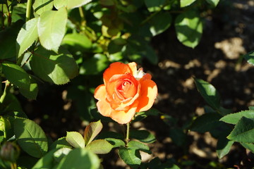 Sunrays barely touching this blooming orange flower