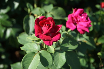 Beautiful red rose blooming in the summer