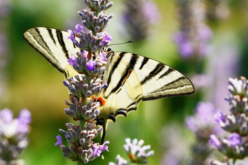 Segelfalter © sunset man