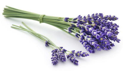 Fototapeta premium Lavender flower