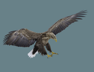 Eagle with a white tail.